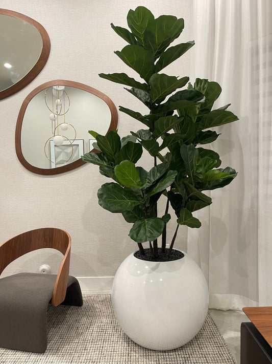 Pot de fleurs sphérique de 30″ avec Ficus lyrata