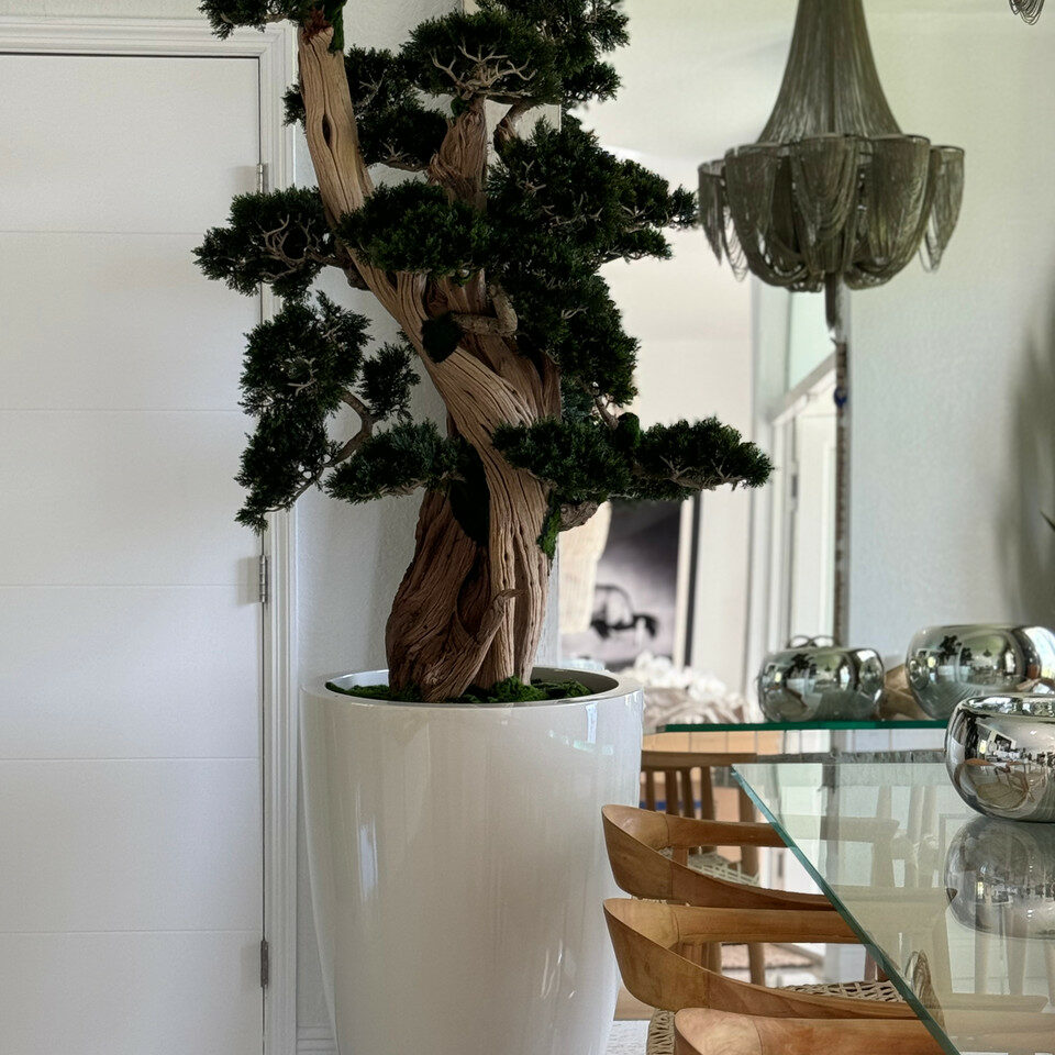 Most Popular Oversized Bonsai in Brannan Planter