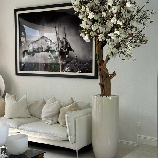 Most popular 8ft white magnolia tree in glossy beige st tropez planter