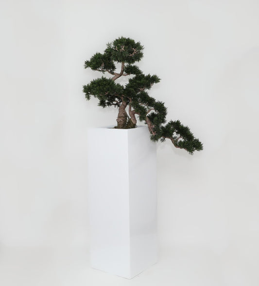 Cedar Bonsai in Yang Fiberglass Planter