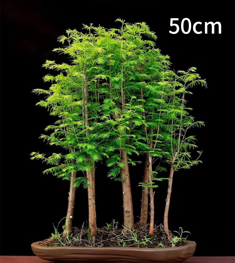 Bonsai Dawn Redwood