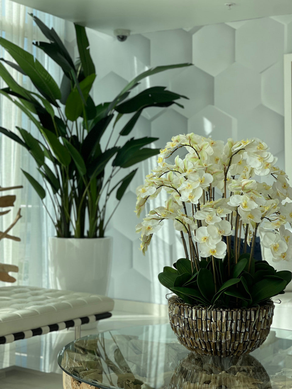 Vase géant en ormeau avec orchidées blanches en cascade