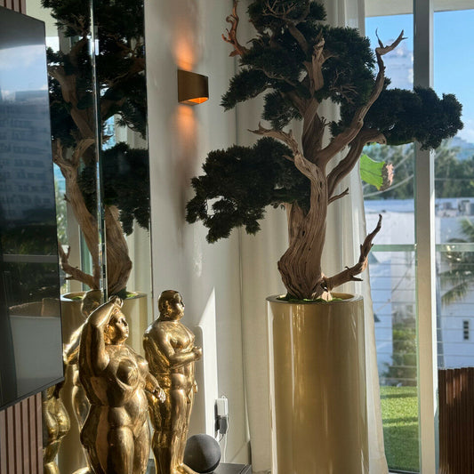 Bonsai in Saint Tropez Planter