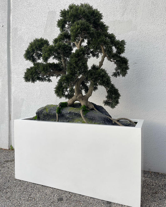 Rock embedded Bonsai with Block M Planter