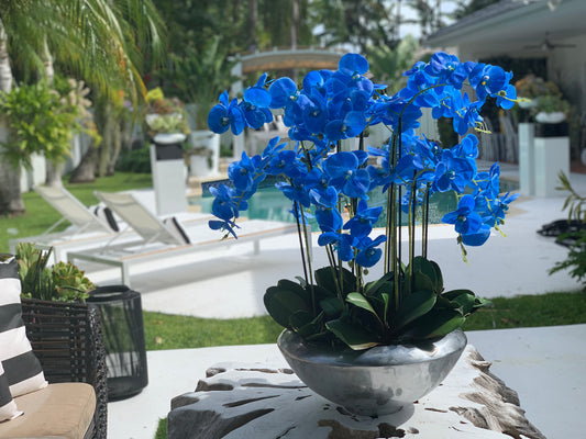 Bol Avenue avec des orchidées Phalaenopsis bleues