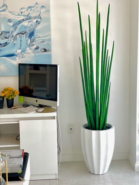 Alicante Planter in Glossy White with Snake Grass (63″)