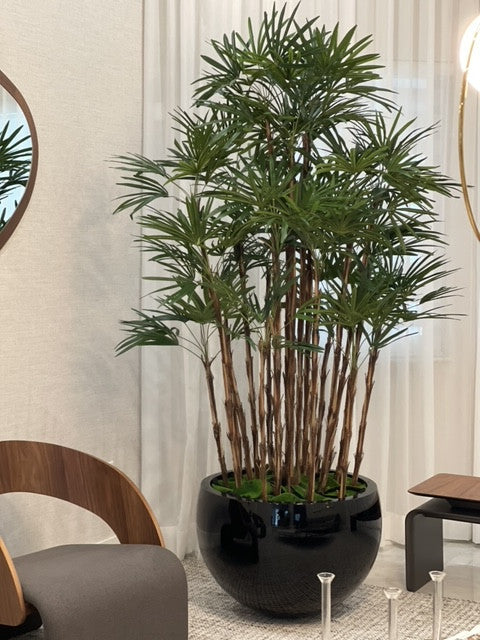 Jardinière Terragona noire avec palmier Kentia