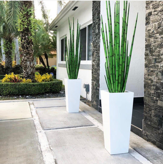Snake grass (63″) with Beau M planter in glossy white