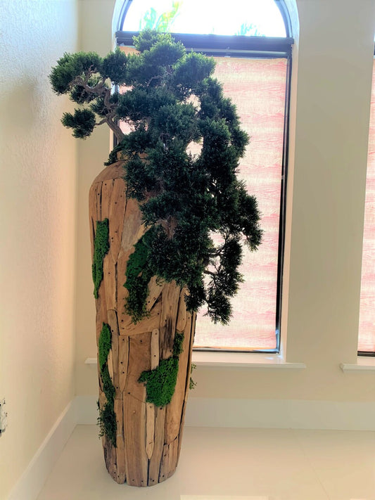 Extra Large Trailing Cedar Bonsai on One-of-a-Kind Teak Planter