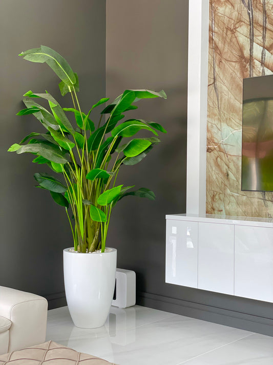 XL Bird of Paradise in XL Ben White Fiberglass Planter