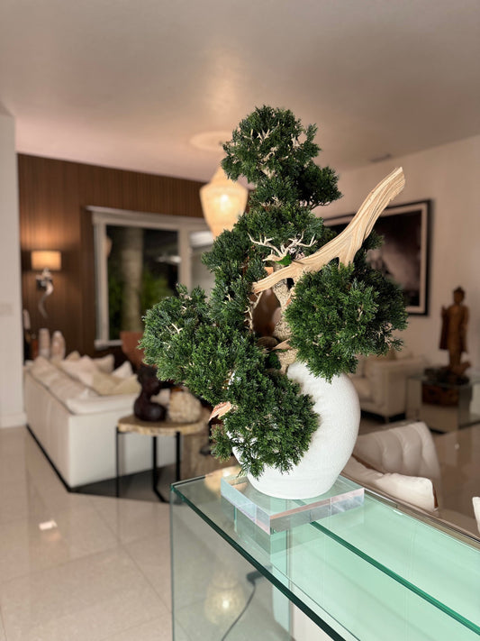 Konos Vase with Semi cascade Bonsai style (Han-kengai)
