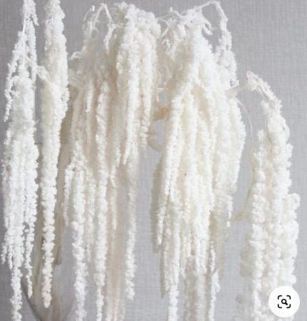 AMARANTHUS - DRIED FLOWERS - HOME DECOR