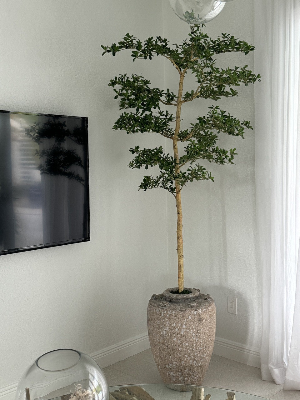 Parthenon Planter with 7′ Shady Lady Tree