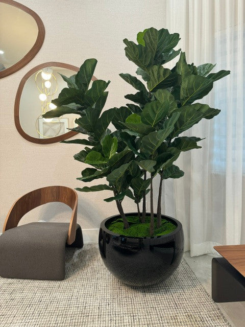 Jardinière noire Terragona avec figuier lyre