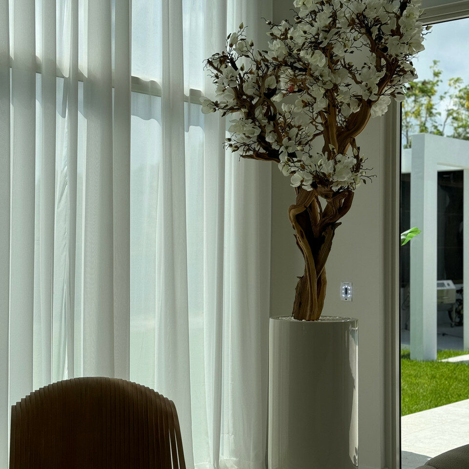 Most popular 10ft white magnolia tree in glossy beige st tropez planter