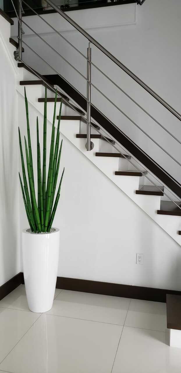 Snake grass (63″) with Dax L planter in glossy white