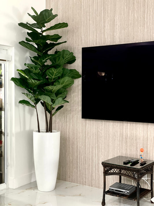 Fiddle Leaf Tree with Dax L Glossy White Fiberglass Planter