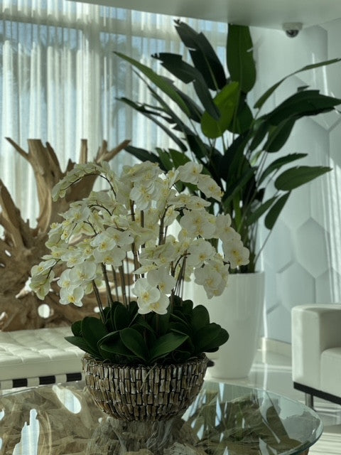 Vase géant en ormeau avec orchidées blanches en cascade