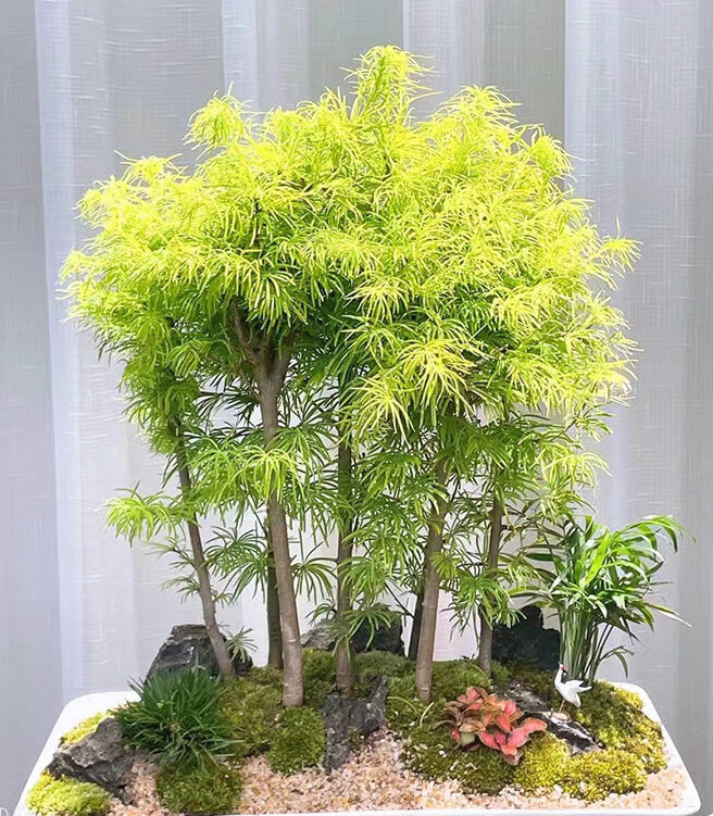 Bonsai Dawn Redwood
