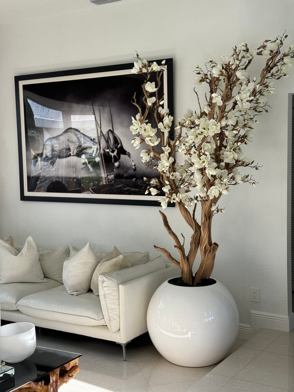White Magnolia Tree in 30′′ Glossy White Globe Planter