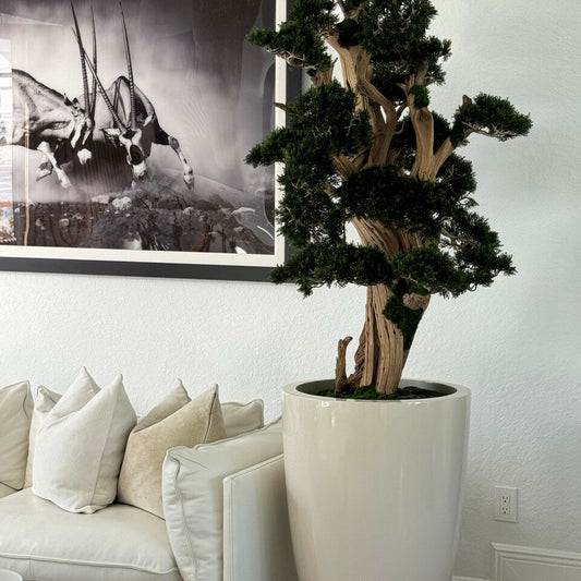 Most Popular Oversized Bonsai in Brannan Planter
