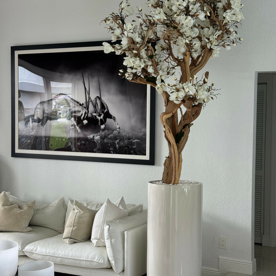 Most popular 10ft white magnolia tree in glossy beige st tropez planter