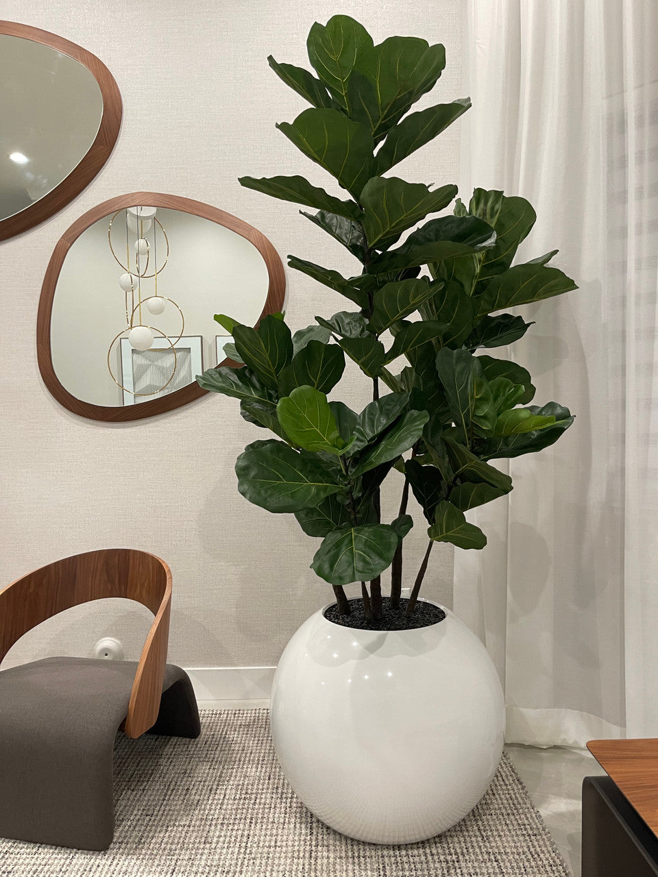 Pot de fleurs sphérique de 30″ avec Ficus lyrata