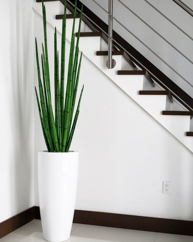 Snake grass (63″) with Dax L planter in glossy white