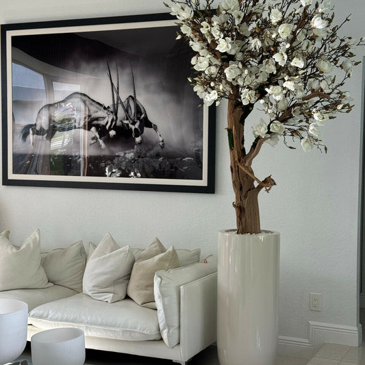 Most popular 8ft white magnolia tree in glossy beige st tropez planter