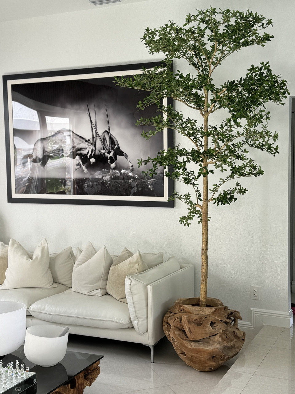 Jardinière unique en teck sculptée à la main avec arbre Shady Lady de 2,1 m
