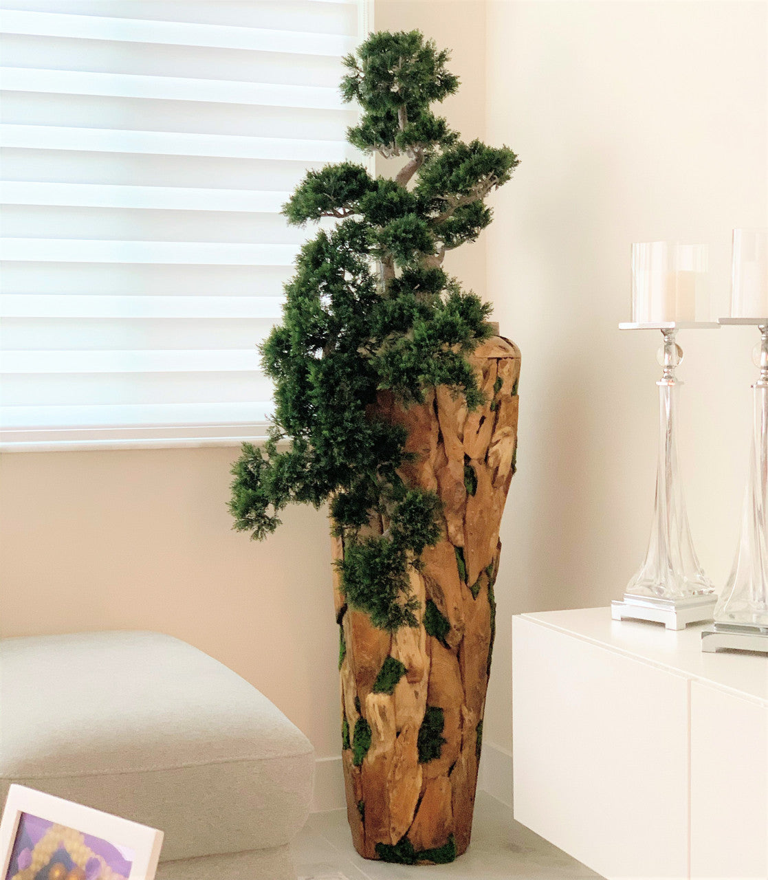 Large Trailing Cedar Bonsai on One-of-a-Kind Teak Planter
