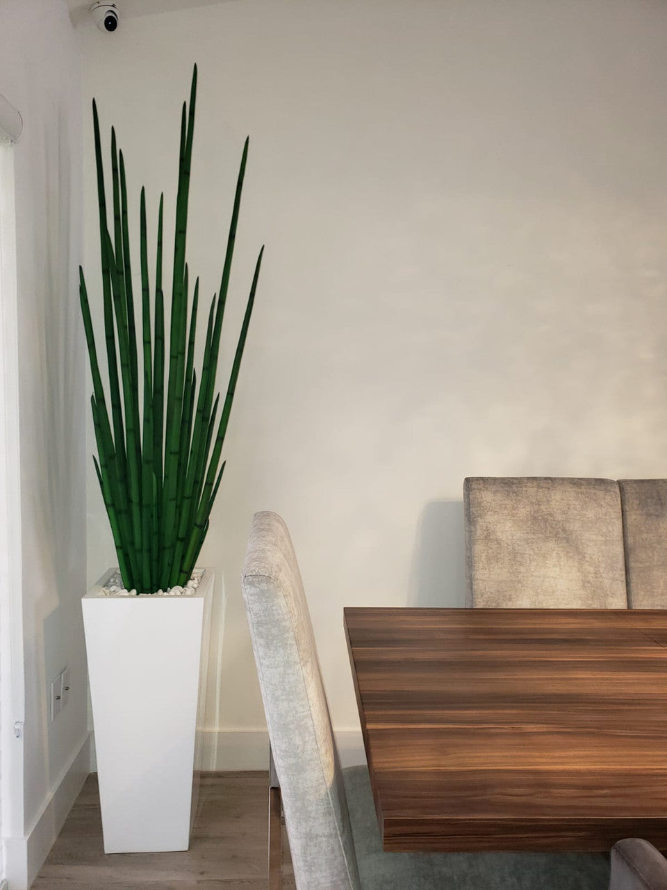 Snake grass (63″) with Beau M planter in glossy white
