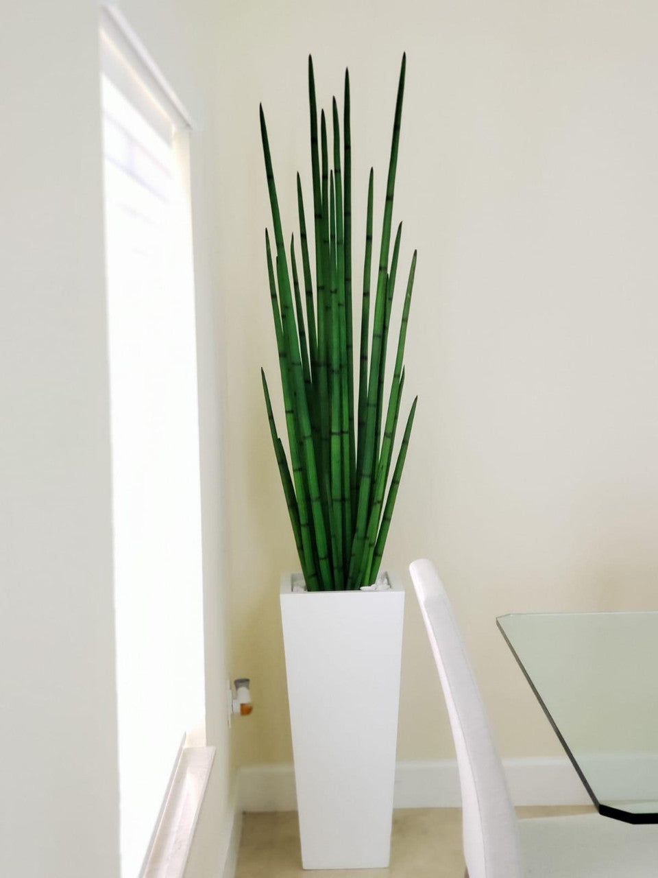 Snake grass (63″) with Beau M planter in glossy white