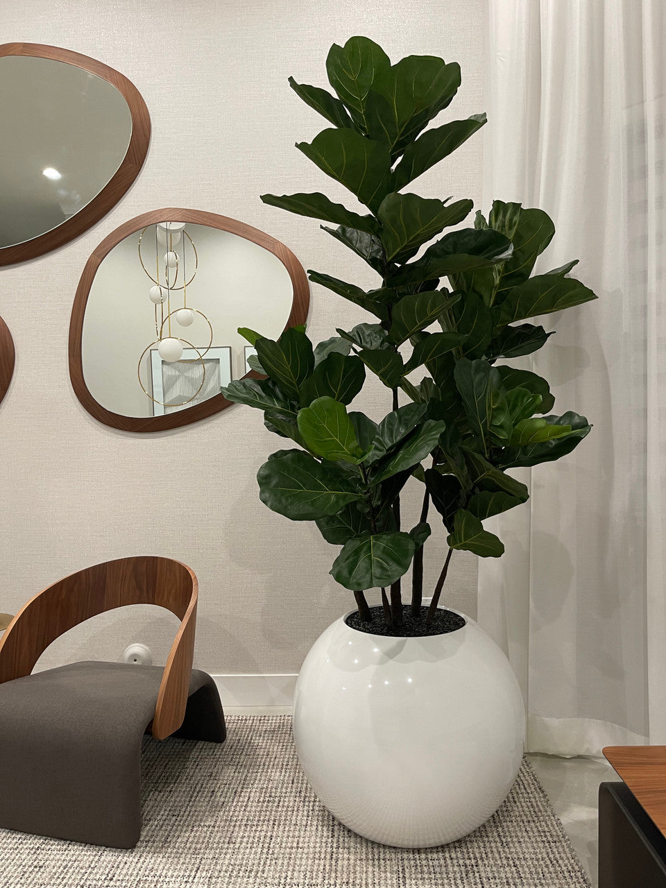 Pot de fleurs sphérique de 30″ avec Ficus lyrata
