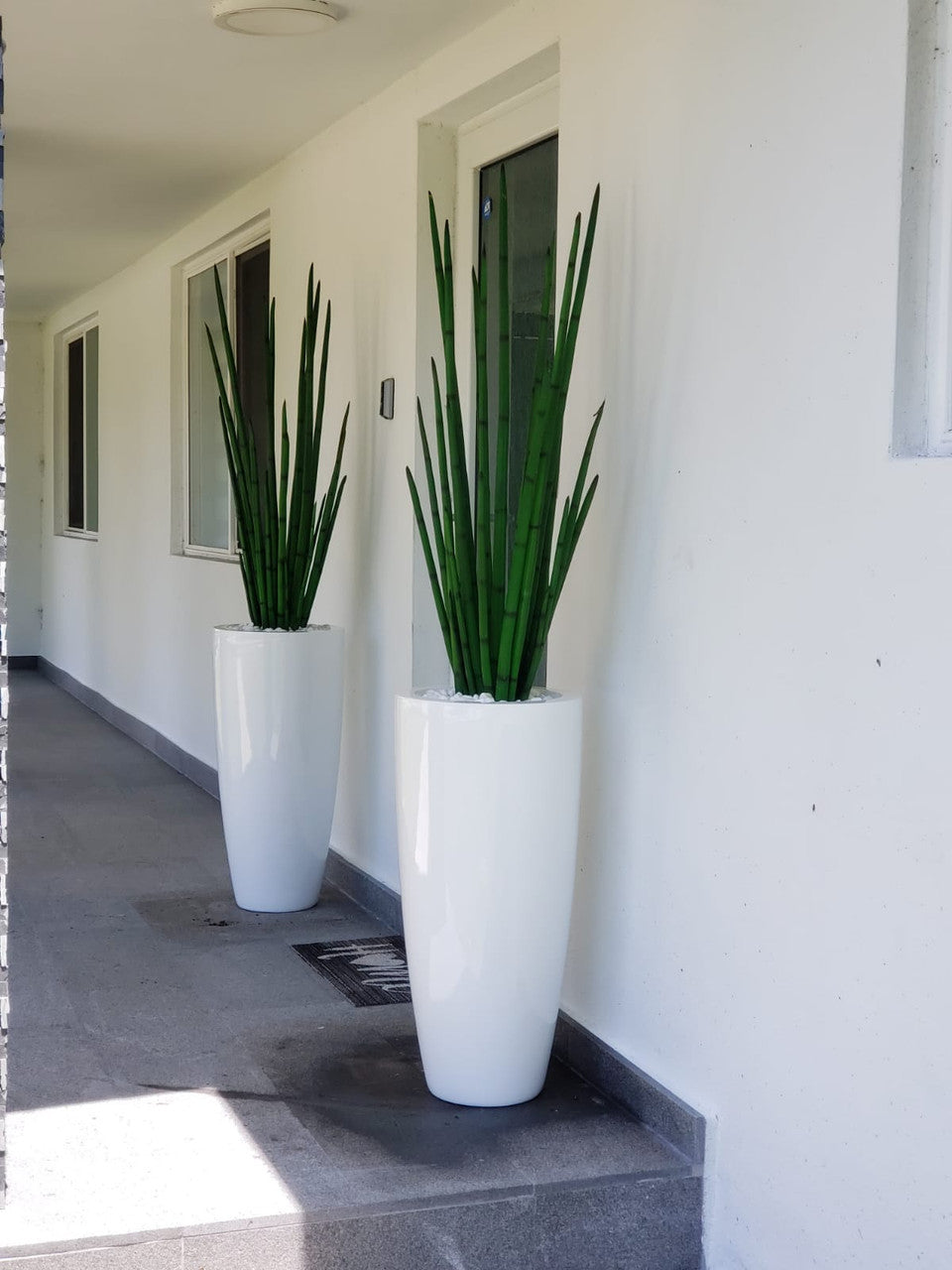 Snake grass (63″) with Dax L planter in glossy white