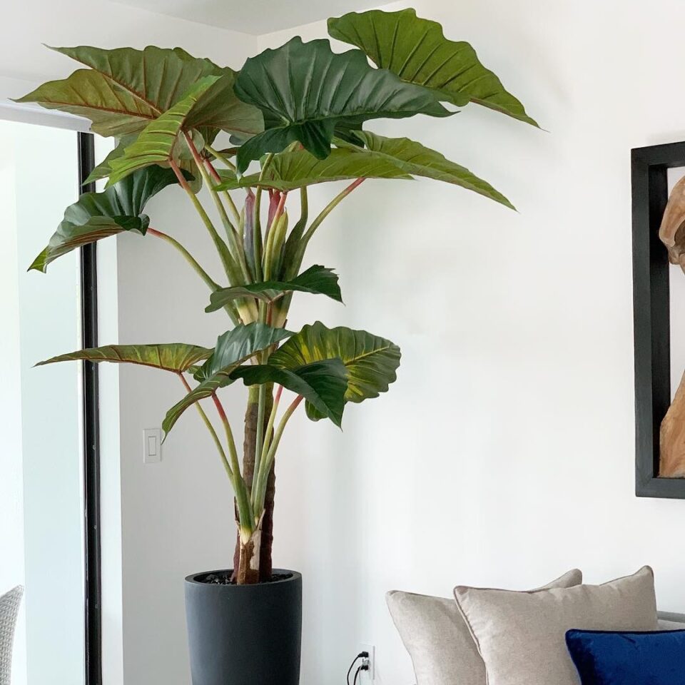 Red Prince Alocasia with Ashton planter in black
