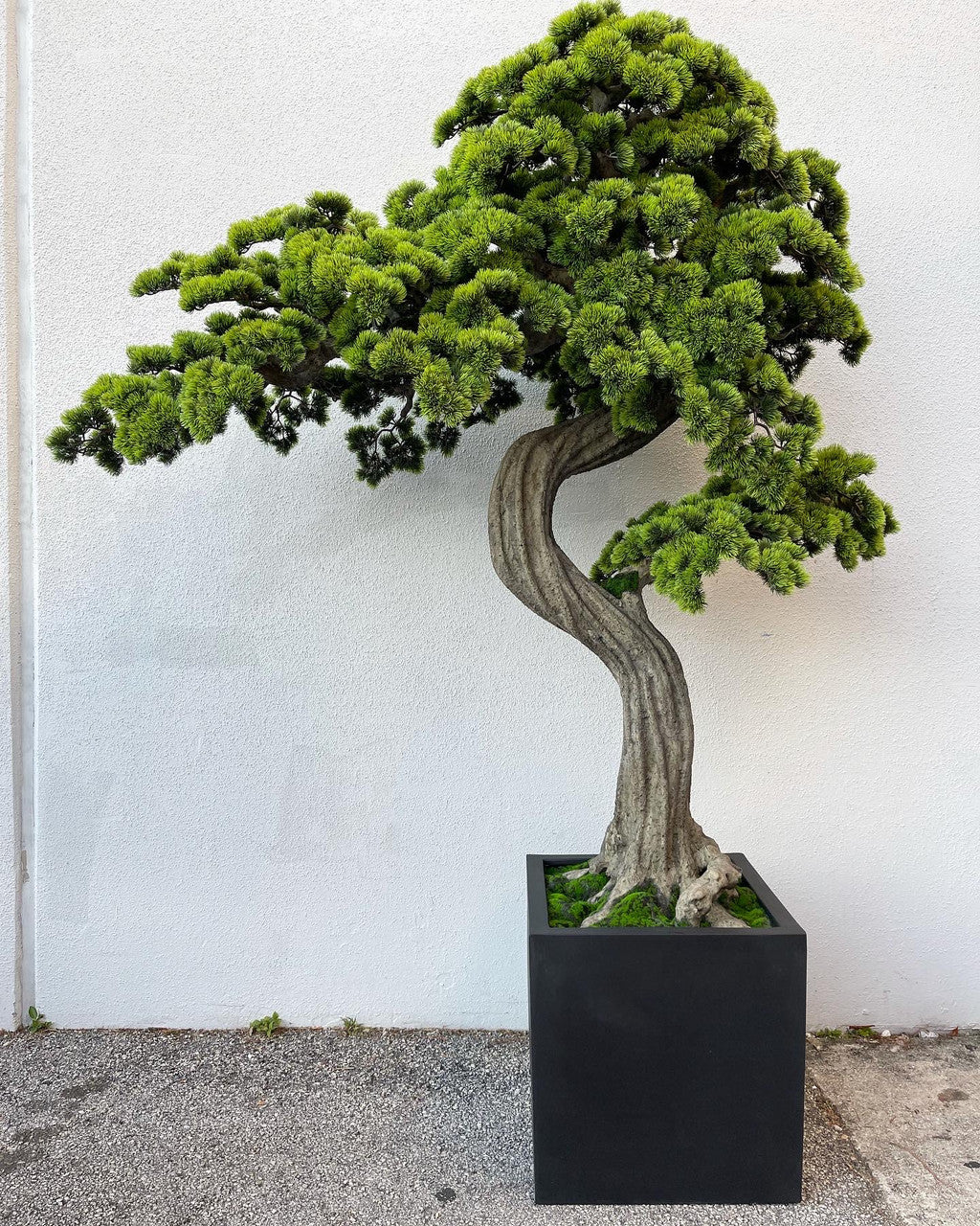 Oversized Bonsai tree in Block M Planter