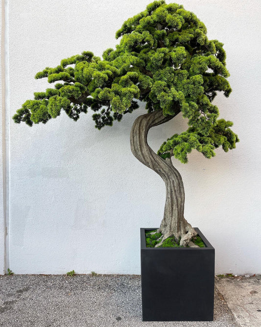 Oversized Bonsai tree in Block M Planter
