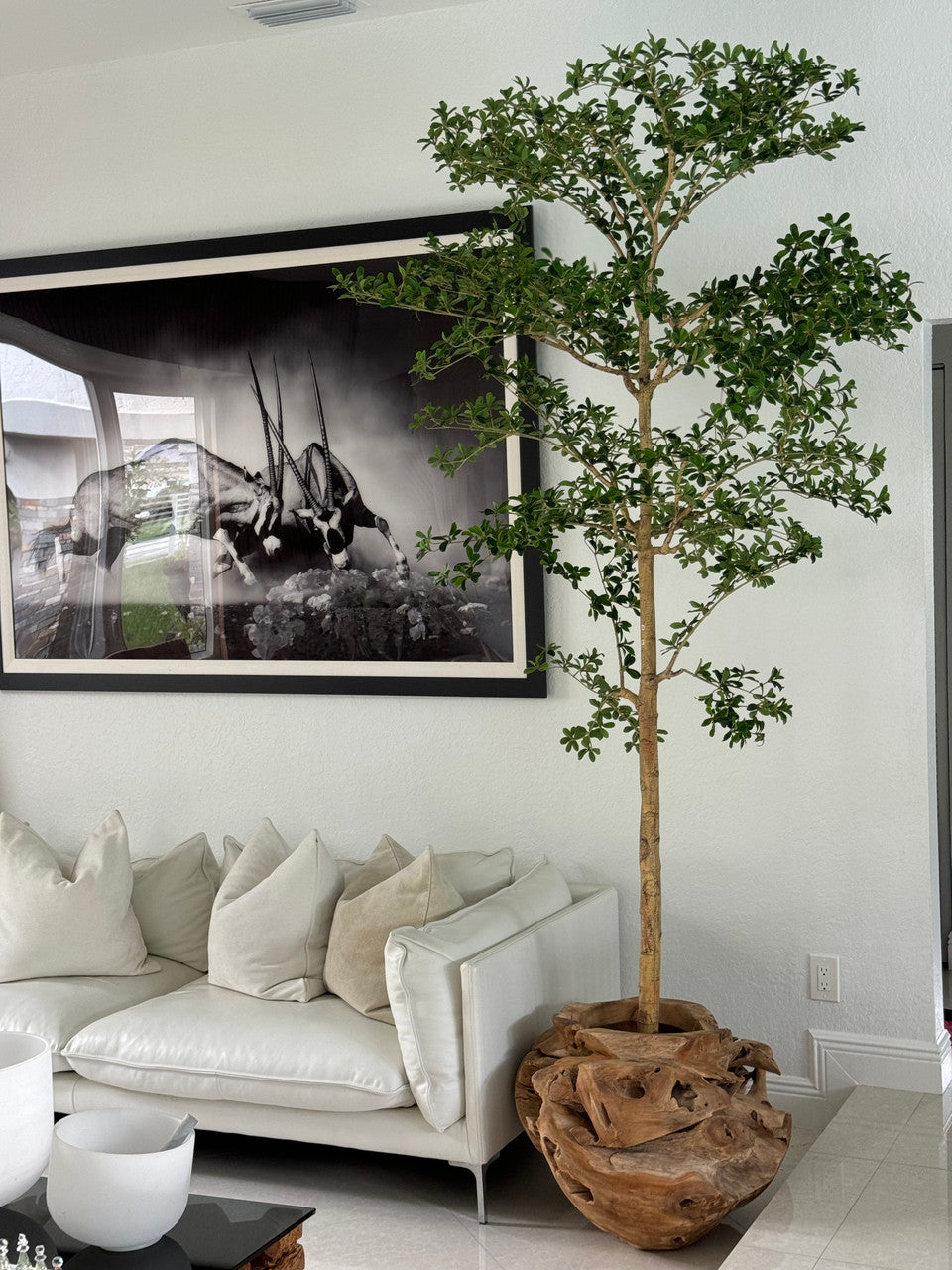 Jardinière unique en teck sculptée à la main avec arbre Shady Lady de 2,1 m