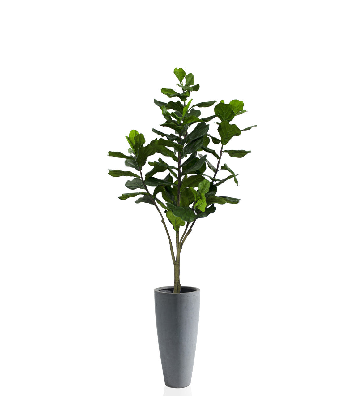 Ficus lyrata avec jardinière Ashton Fiberstone Grise