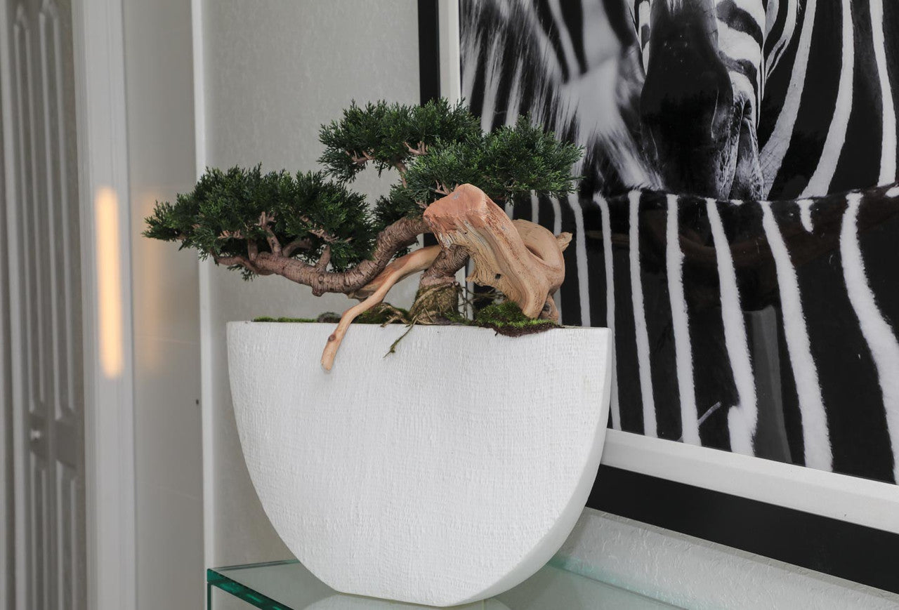 Trailing Cedar Bonsai in Envelope Ceramic Vase