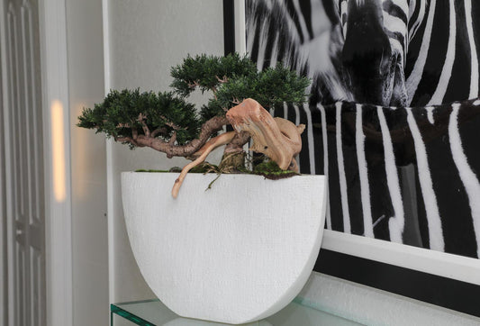 Trailing Cedar Bonsai in Envelope Ceramic Vase