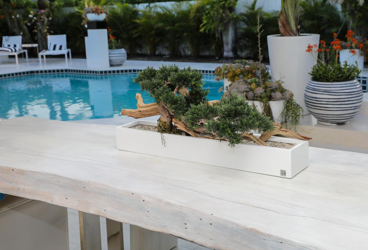 Trailing Cedar Bonsai in Balcony Planter