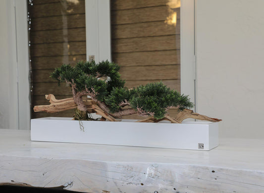 Trailing Cedar Bonsai in Balcony Planter