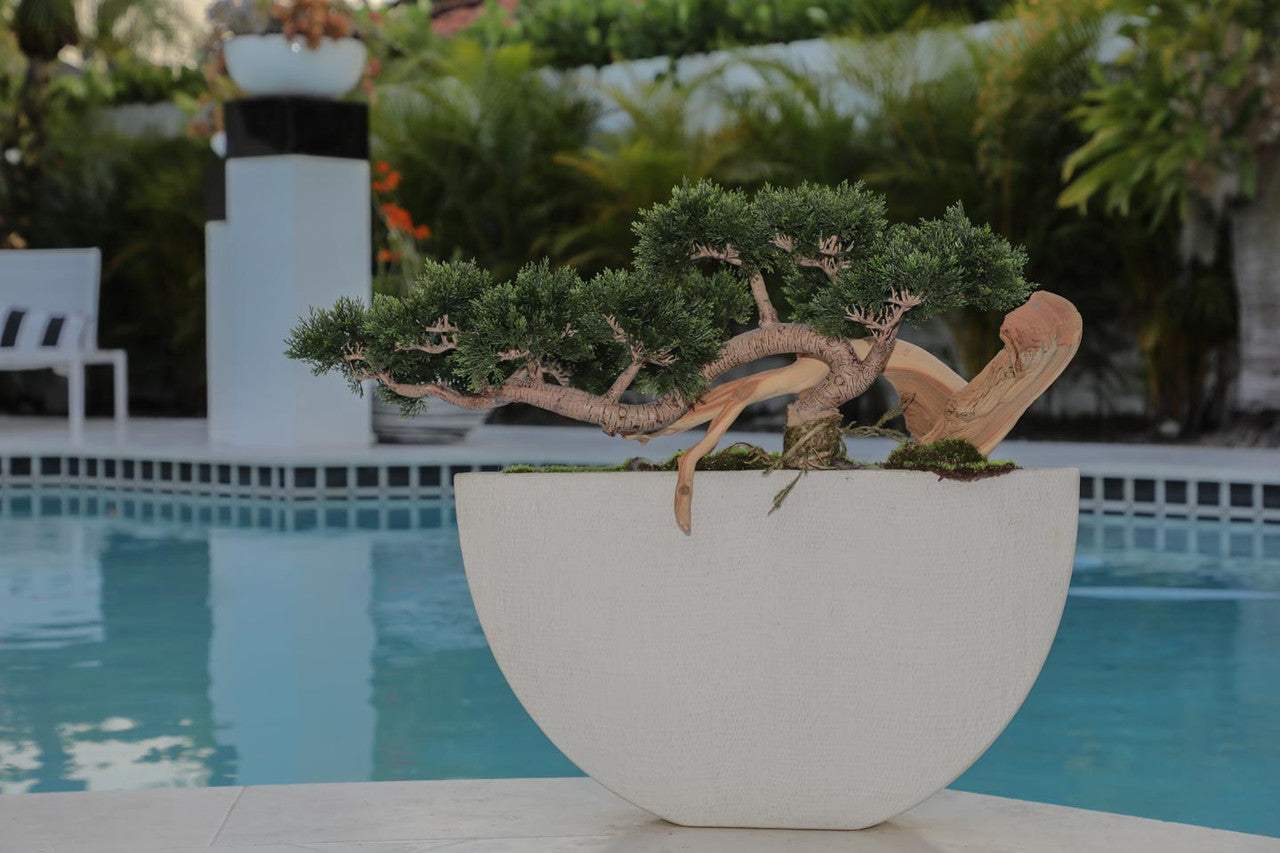 Trailing Cedar Bonsai in Envelope Ceramic Vase