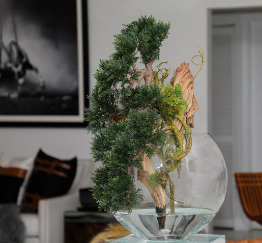 Trailing Cedar Bonsai in Glass Moon Vase