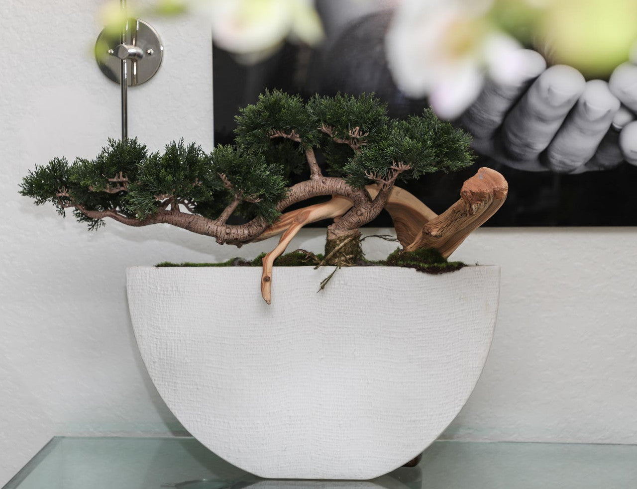 Trailing Cedar Bonsai in Envelope Ceramic Vase