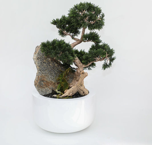 Cedar Bonsai on Fiberglass Bowl
