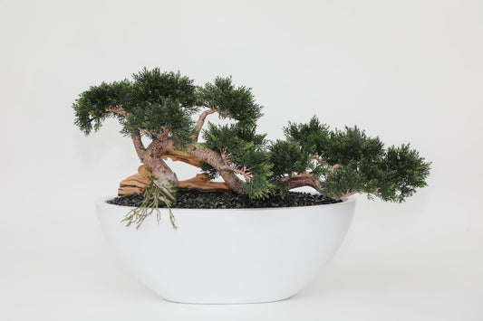 Trailing Cedar Bonsai in Dorant Medium Bowl