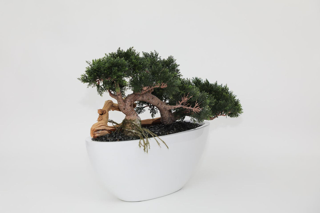 Trailing Cedar Bonsai in Dorant Medium Bowl